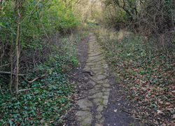 Cracked Path In The Wood's collection image