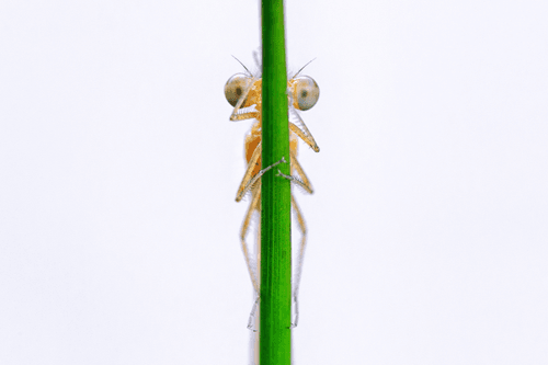 Newly Emerged Damselfly