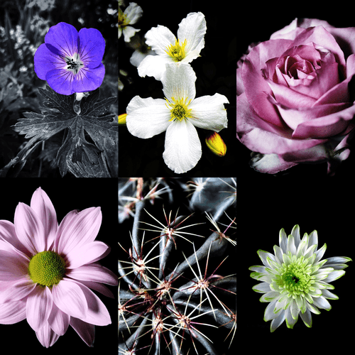 Pop Flower Power