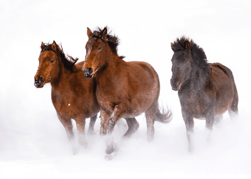 Land of Beautiful Horses