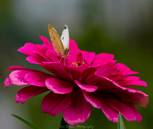 Reflective in Nature