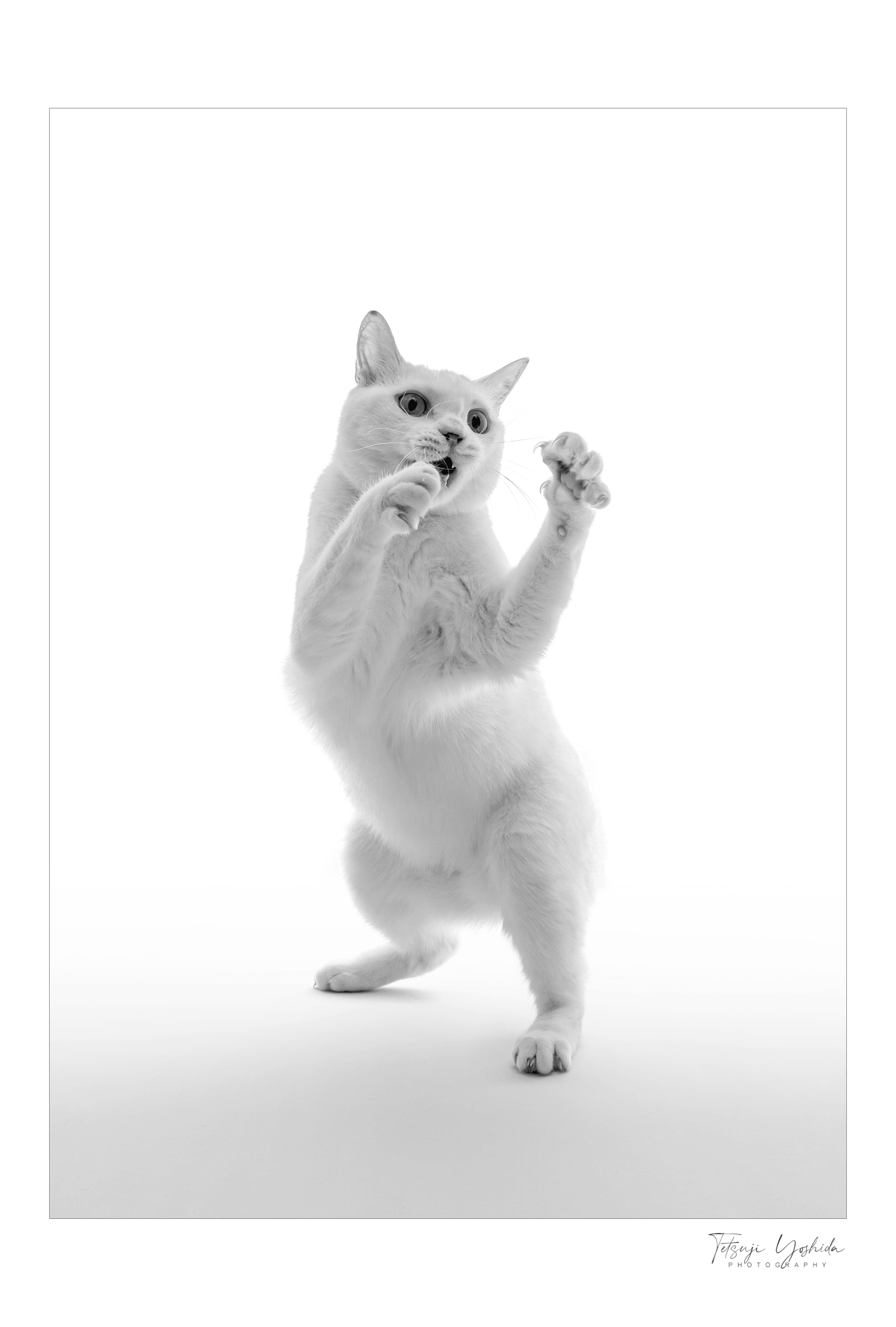 Teto the white cat  "Fighting Pose"