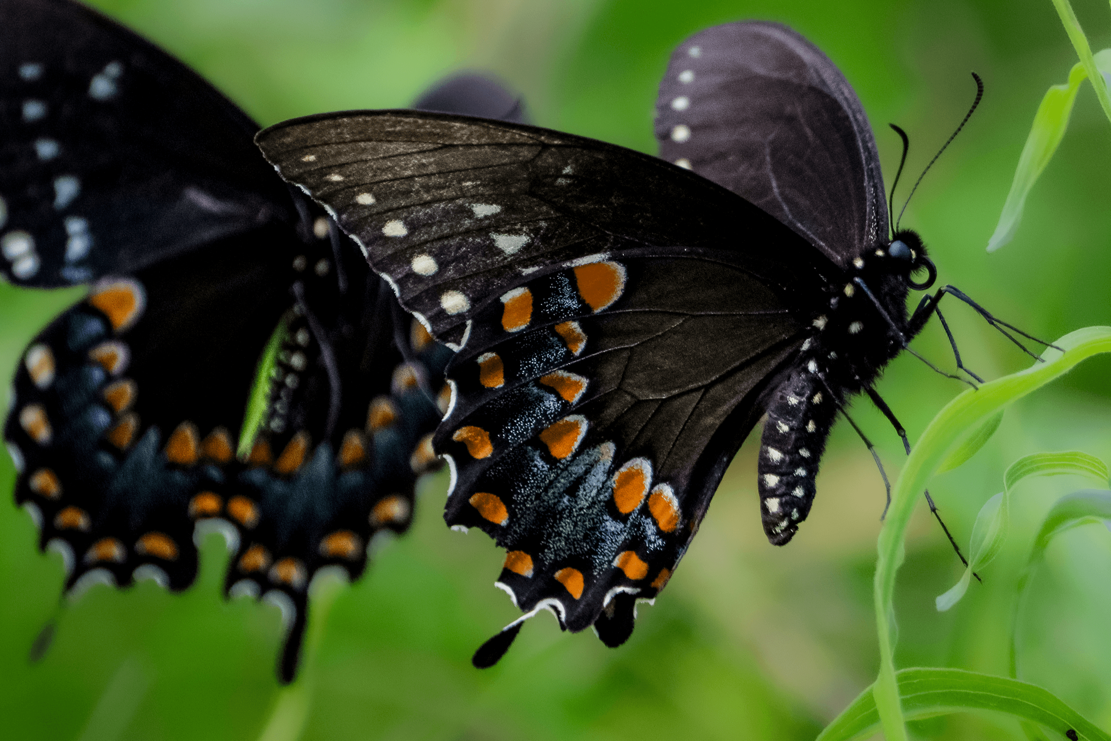 2022-06-03: Swallowtails