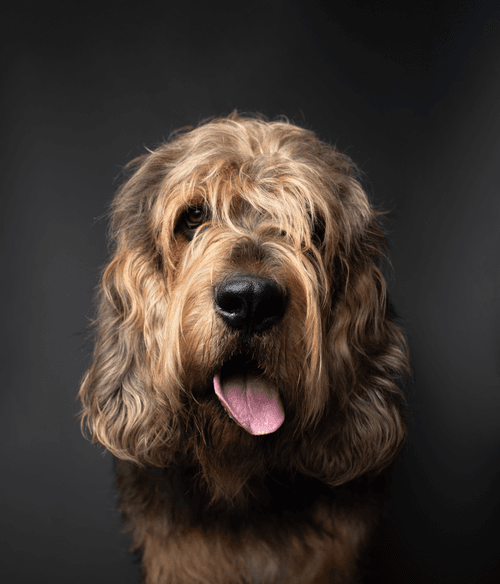 Otterhound #DA192