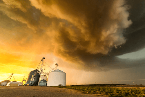 Amber Waves of Grain