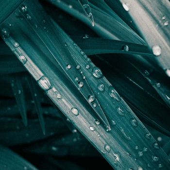 Drops of Nature