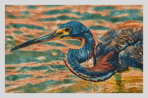 Watercolor - Tricolored Heron 6