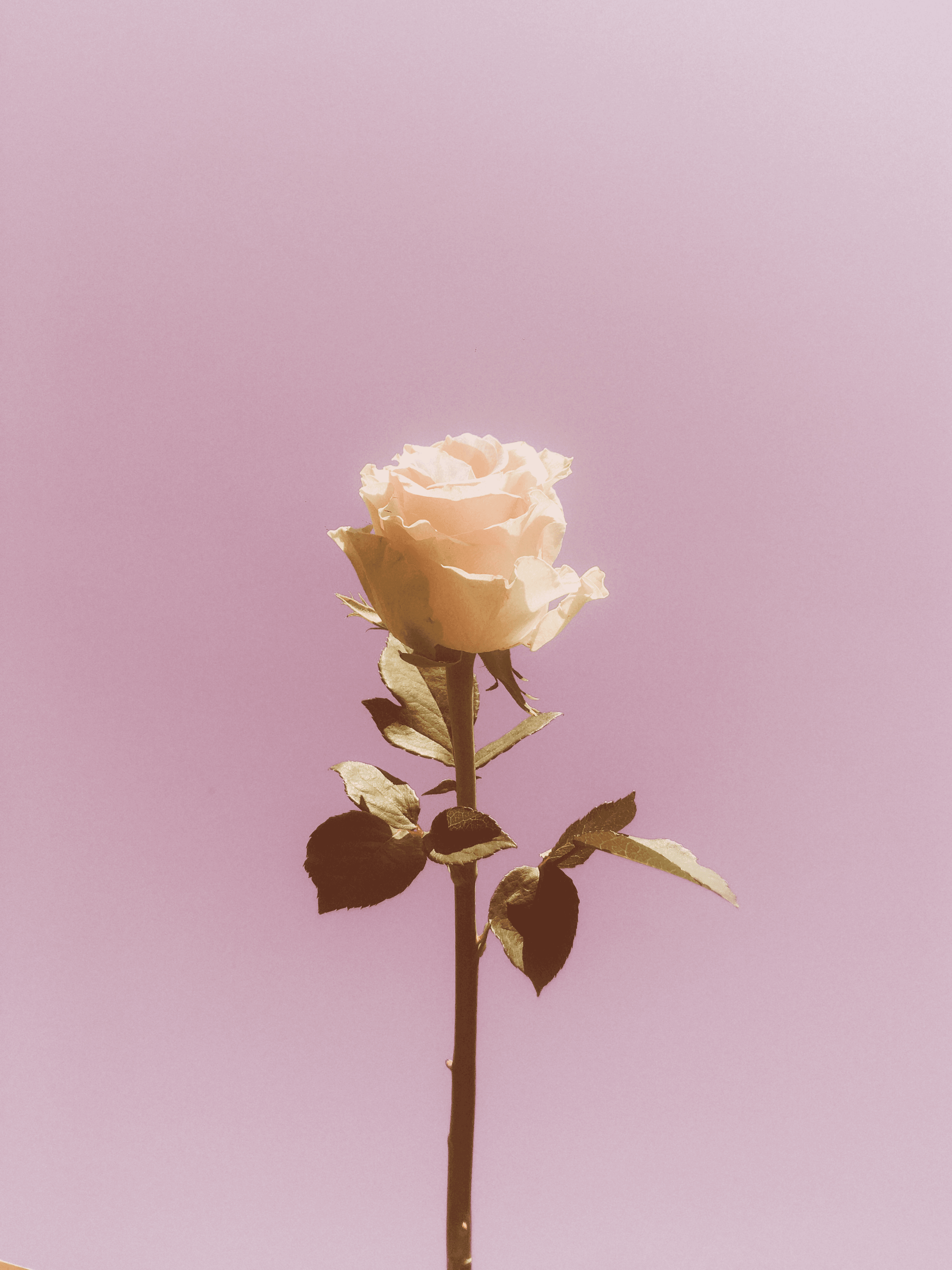 Urban Rose #2