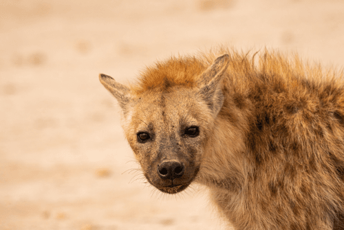 Spotted Hyena aka Laughing Hyena