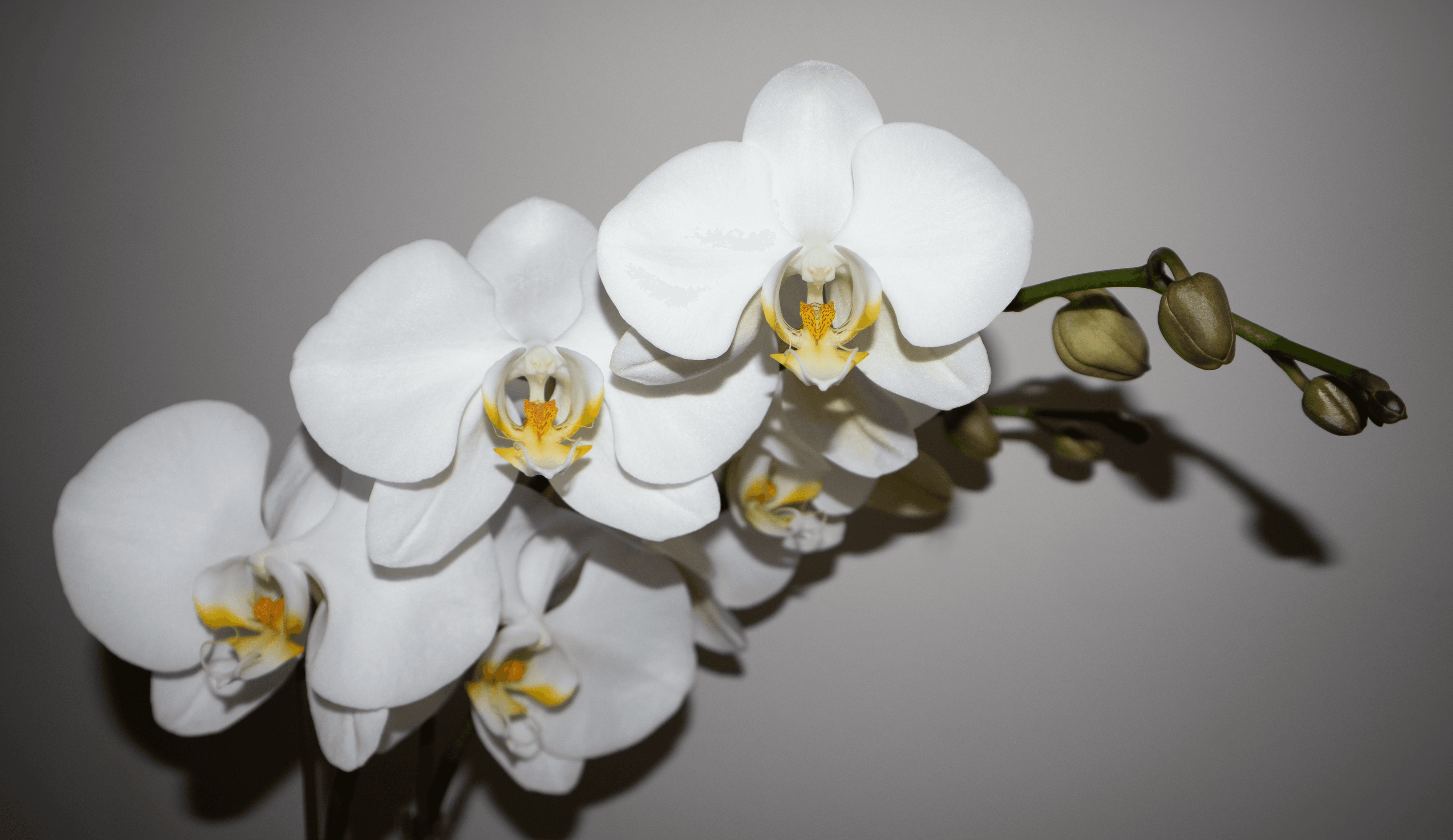 White Orchid Flower Collection 2021-001 MKW