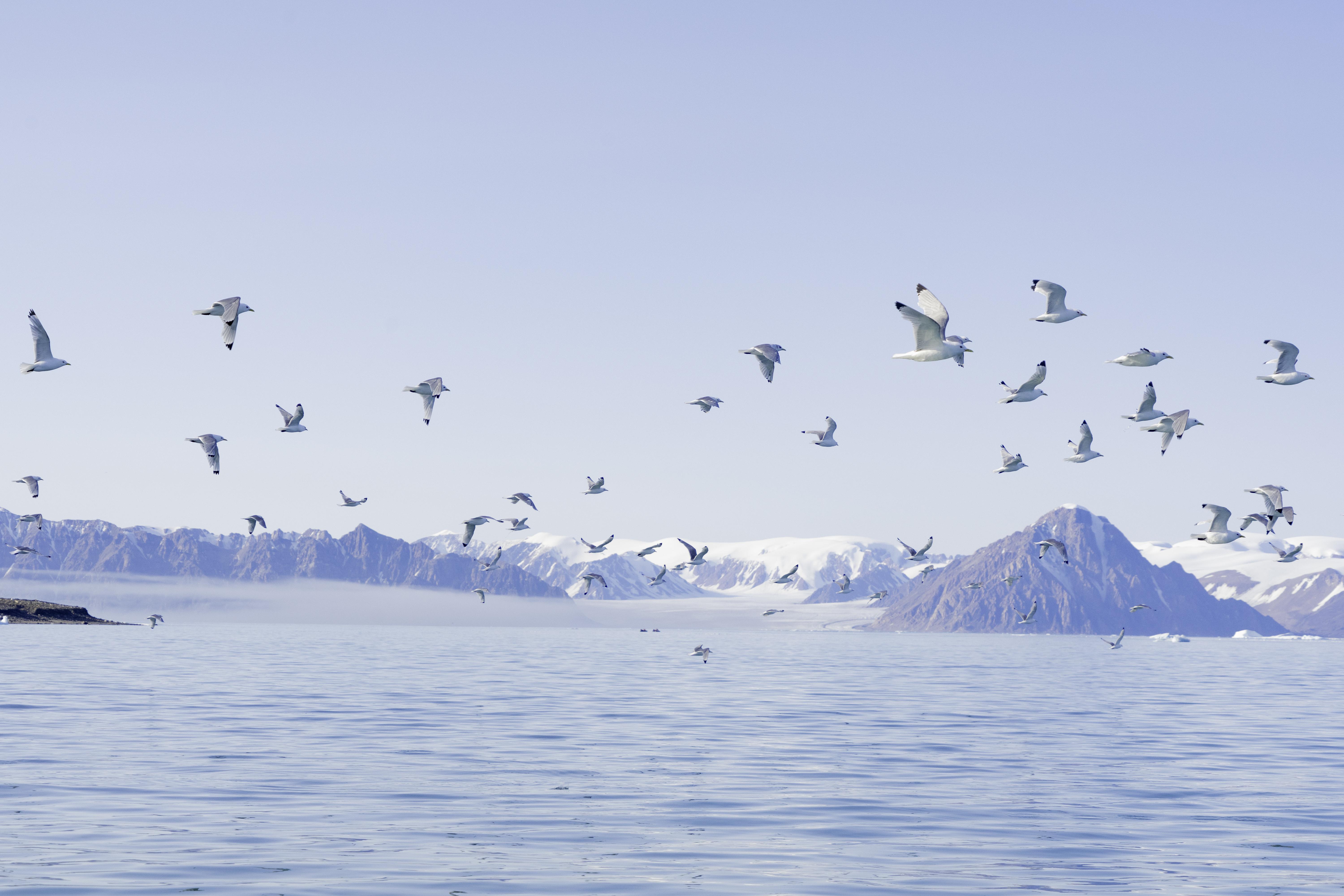 Arctic Exploration Collection OpenSea