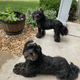 myBabyBears