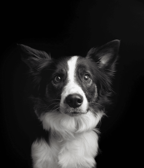 Border Collie #157
