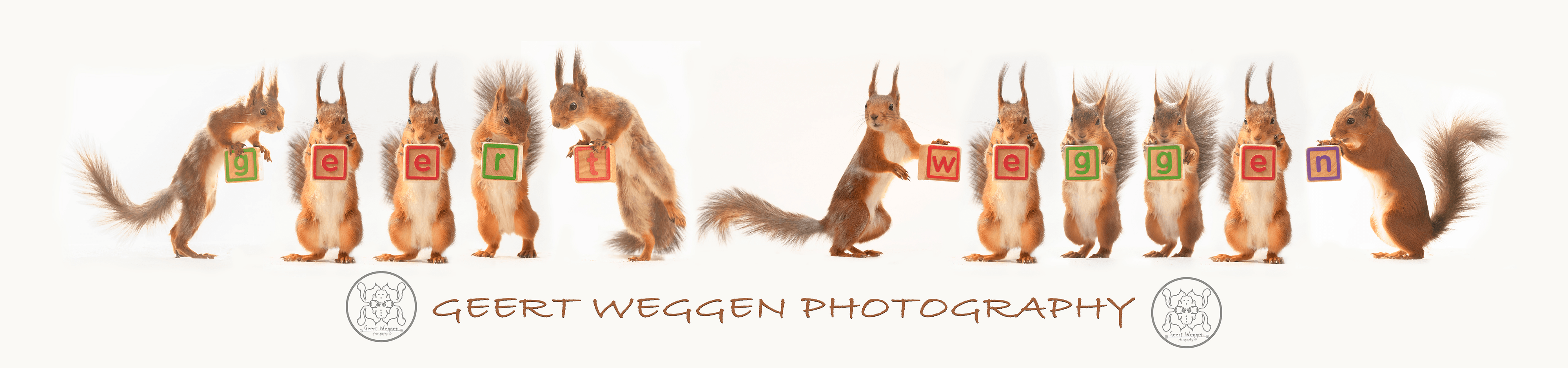 Awarded red squirrel photos