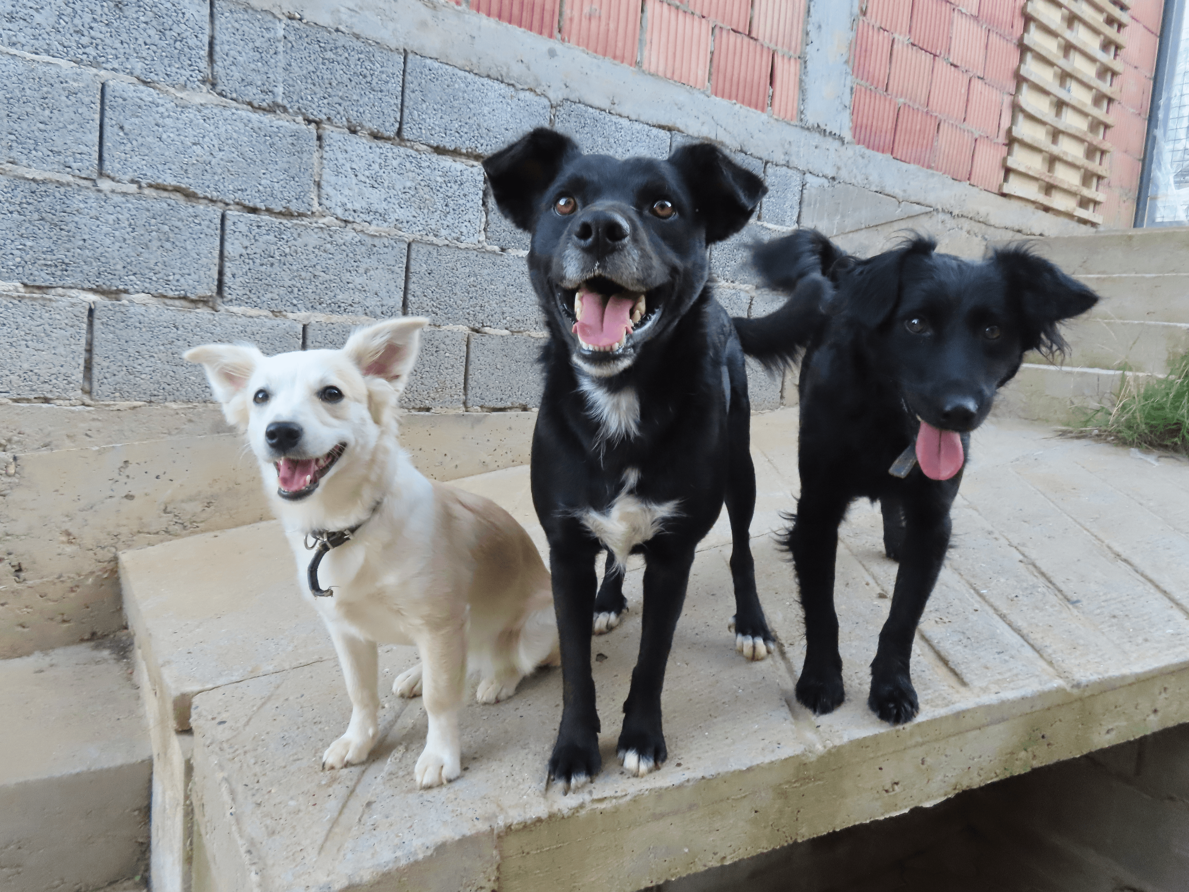 Simba, Nomad, Adam at the Puppy Place Rescue entrance. 