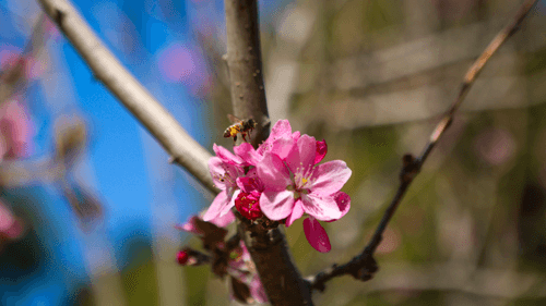 Spring in California