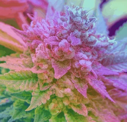 Cannabis - Cherry Pie