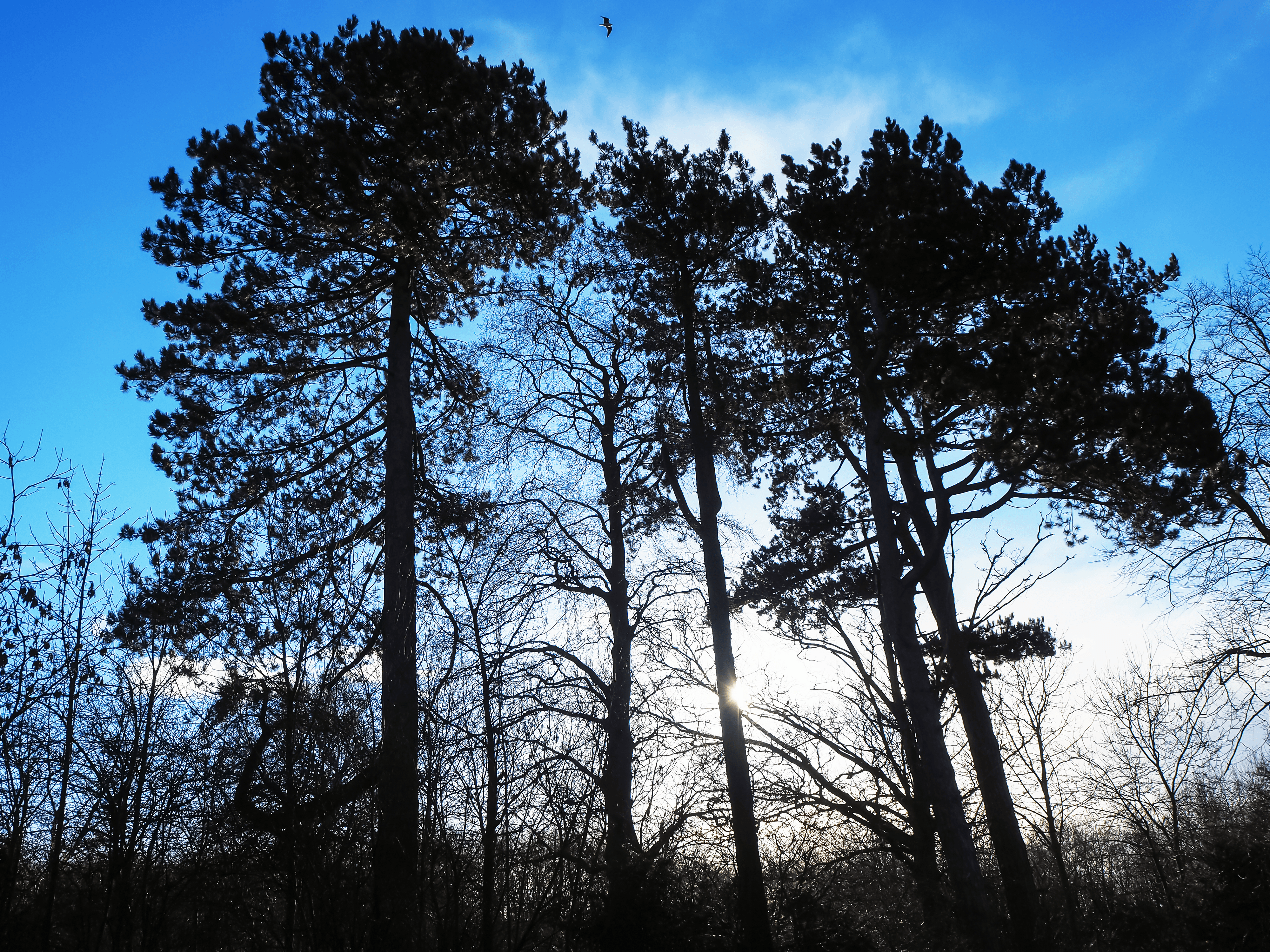 Moody Pines
