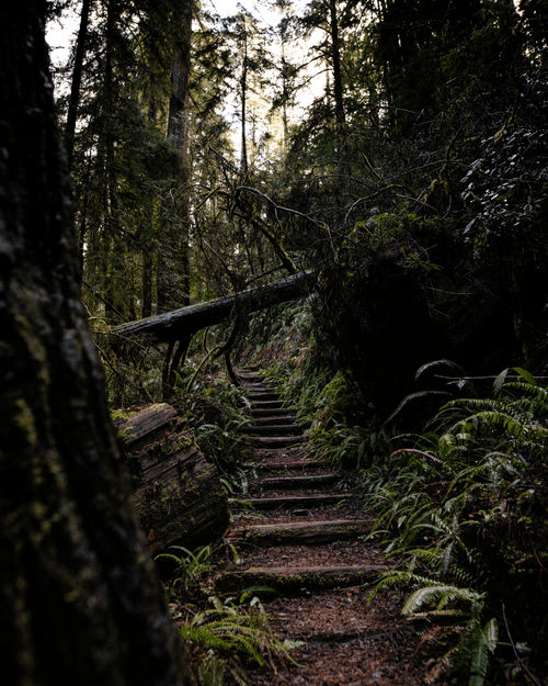 Stairs to Darkness - A Change for All #26