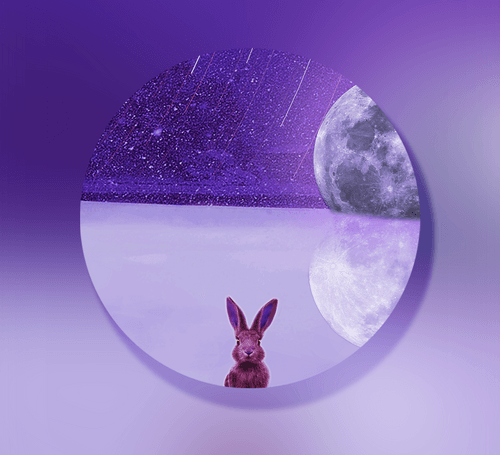 [Round #1] Purple Rabbit