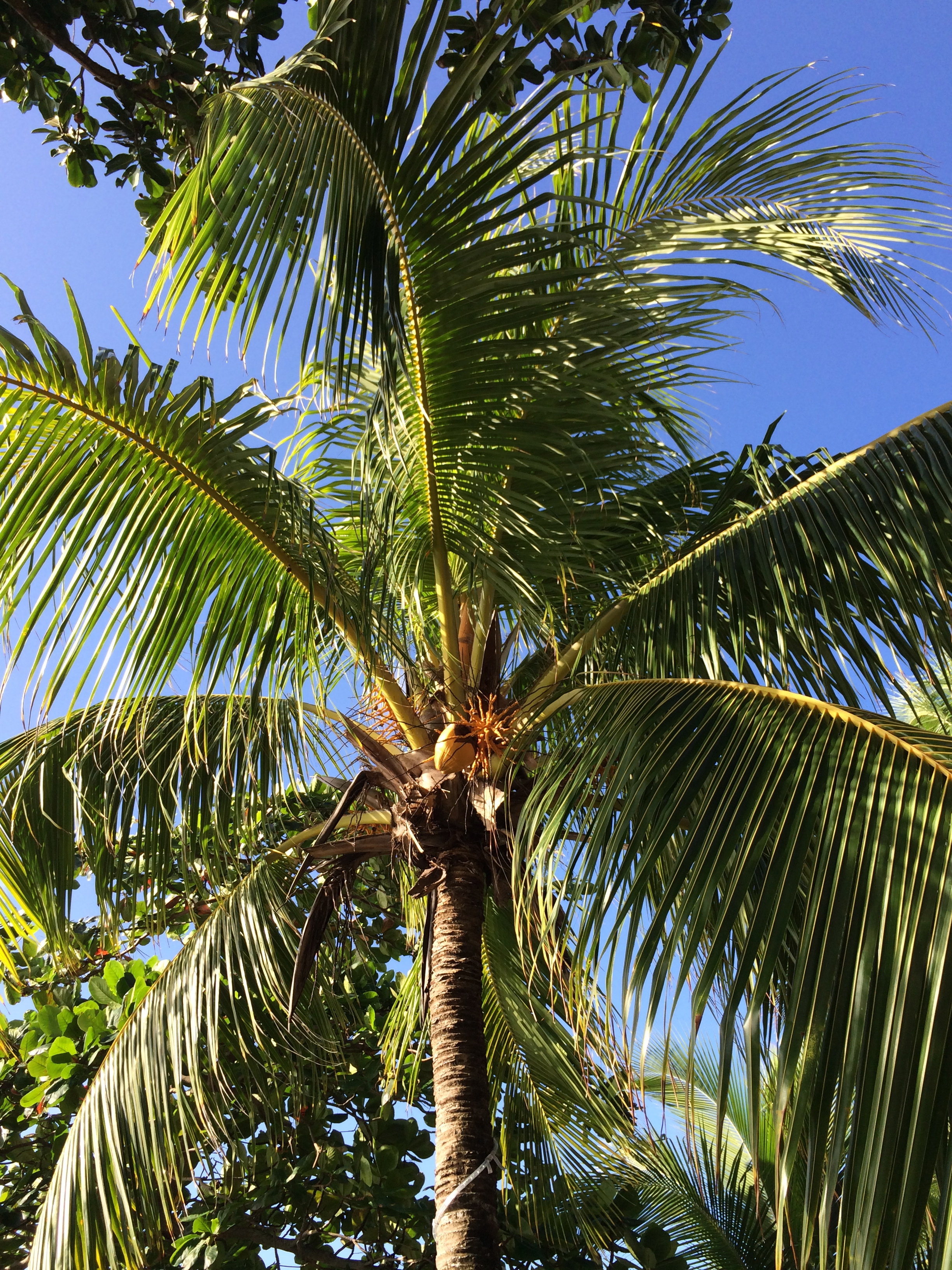 Coconut Nest