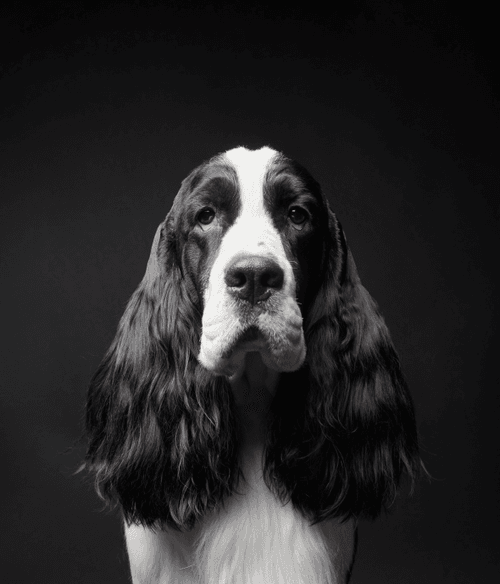 English Springer Spaniel #DA218