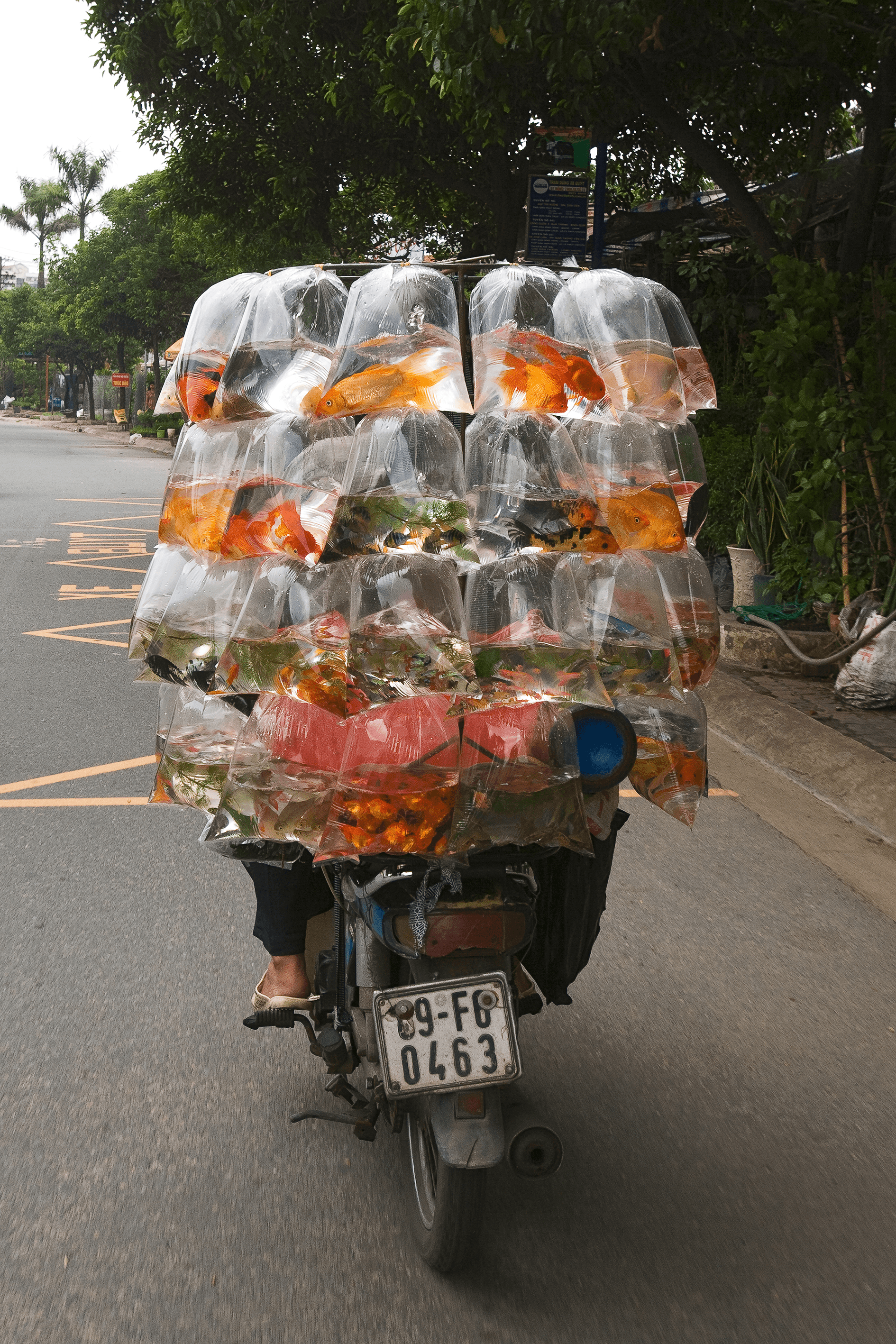 Bikes of Burden #130. Goldfish (Back).