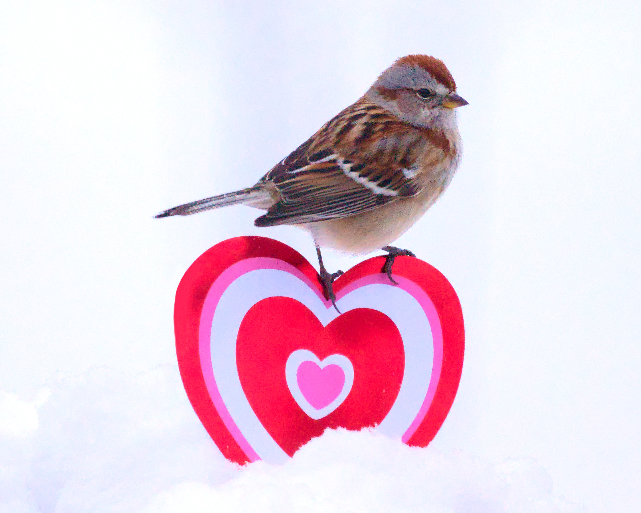 American Tree Sparrow on a Valentine