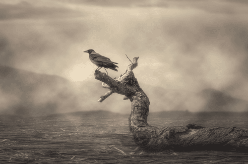 Digital Photo Compositions