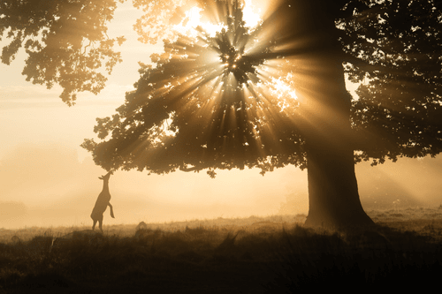 WildLight #18 - Serendipity