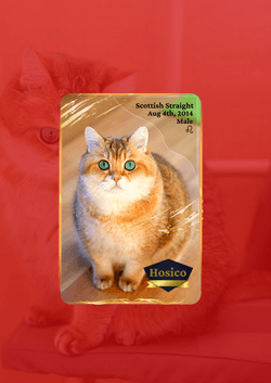 Animal Trading Cards collection image