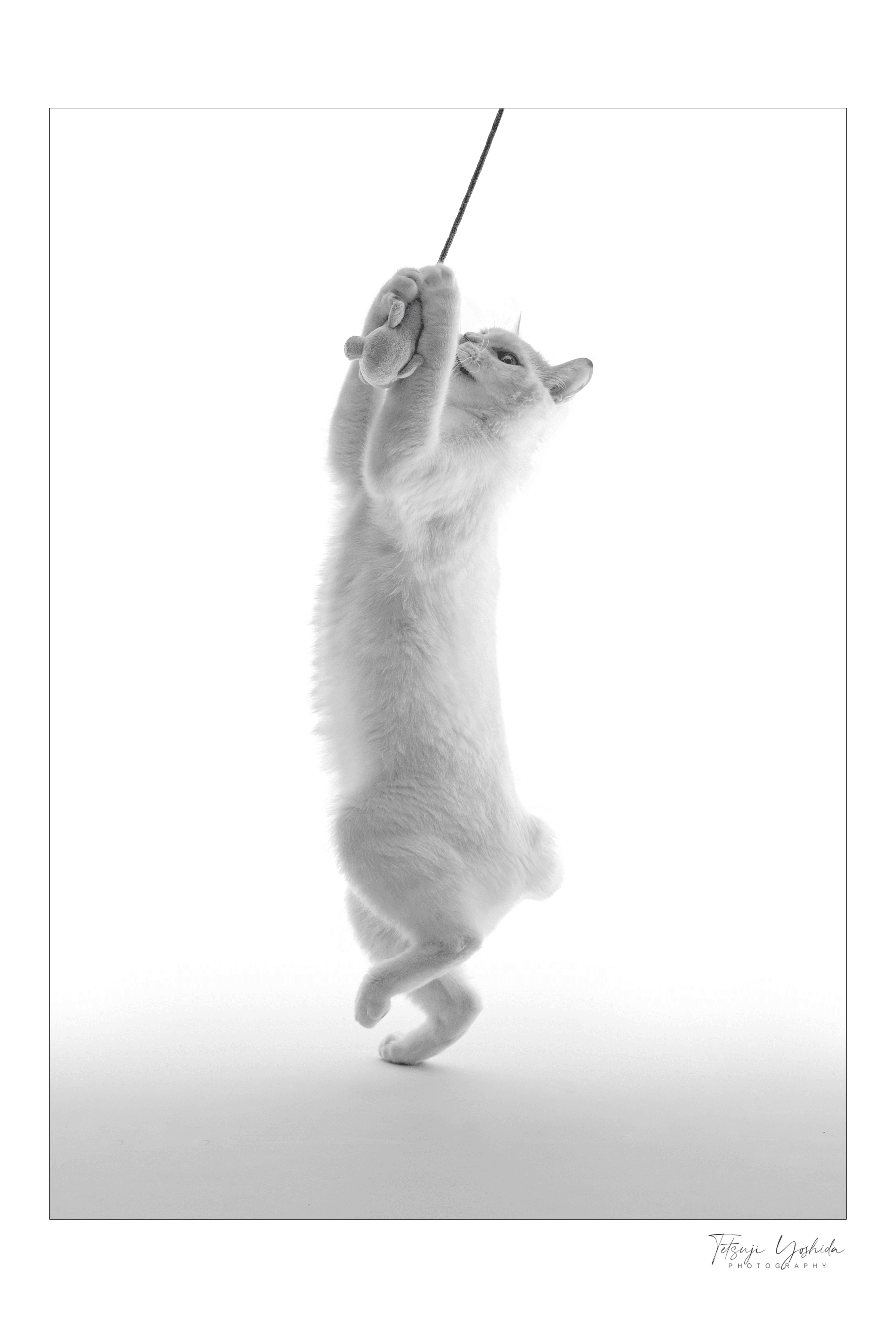 Teto the white cat "Just Catch"