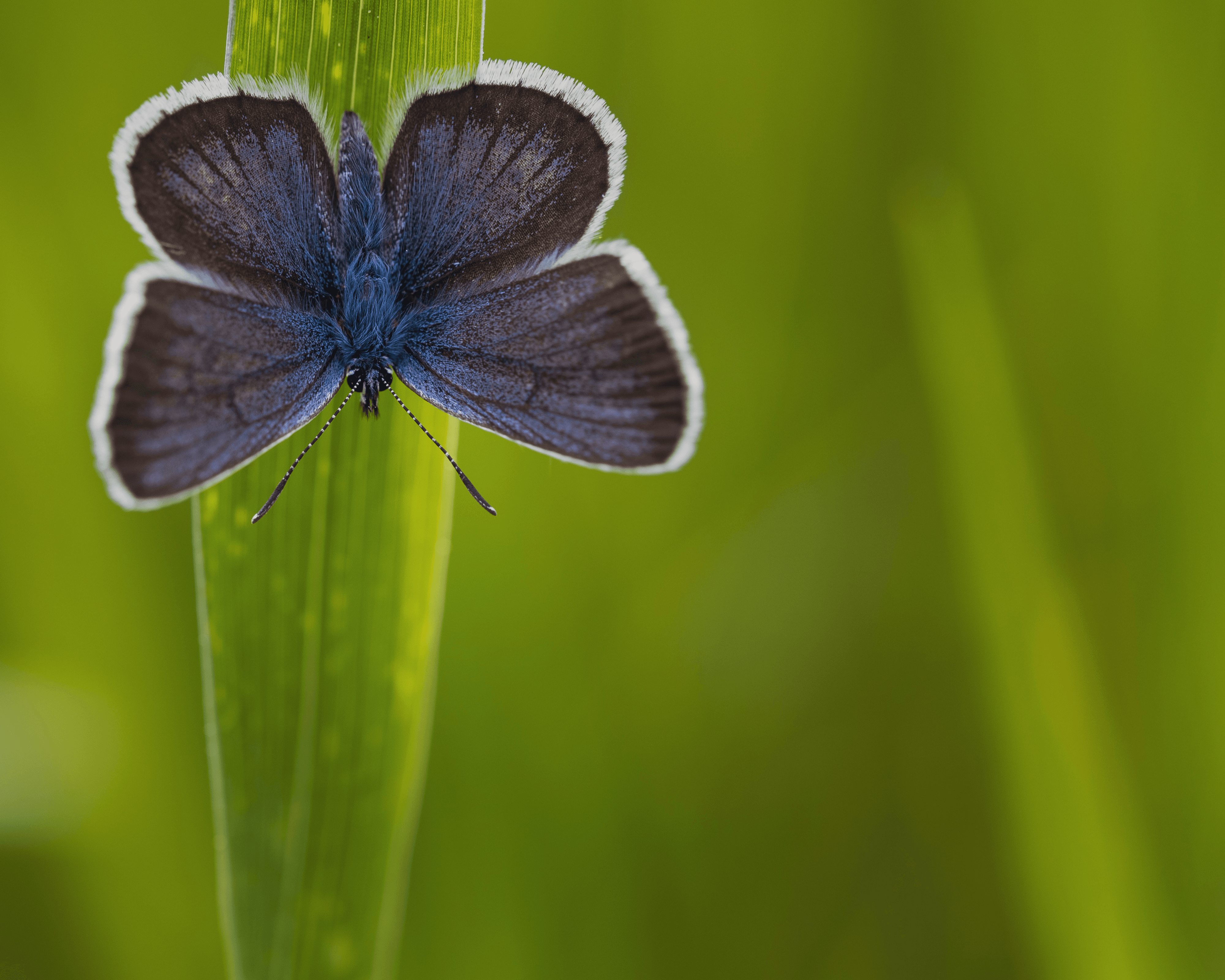 Lycaenidae Butterfly