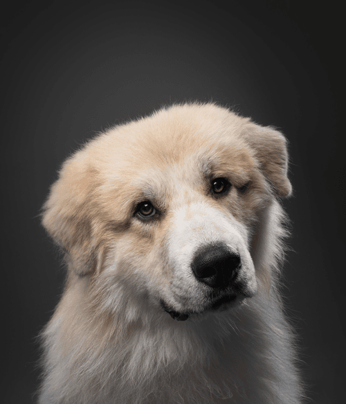 Great Pyrenees #DA168