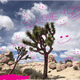 JoshuaTree