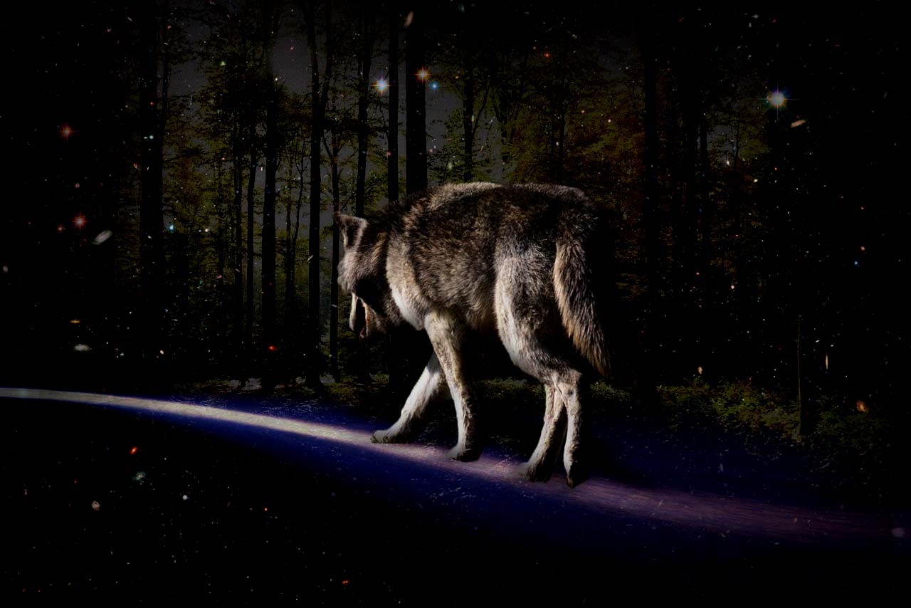 Lone Wolf In Search of a path