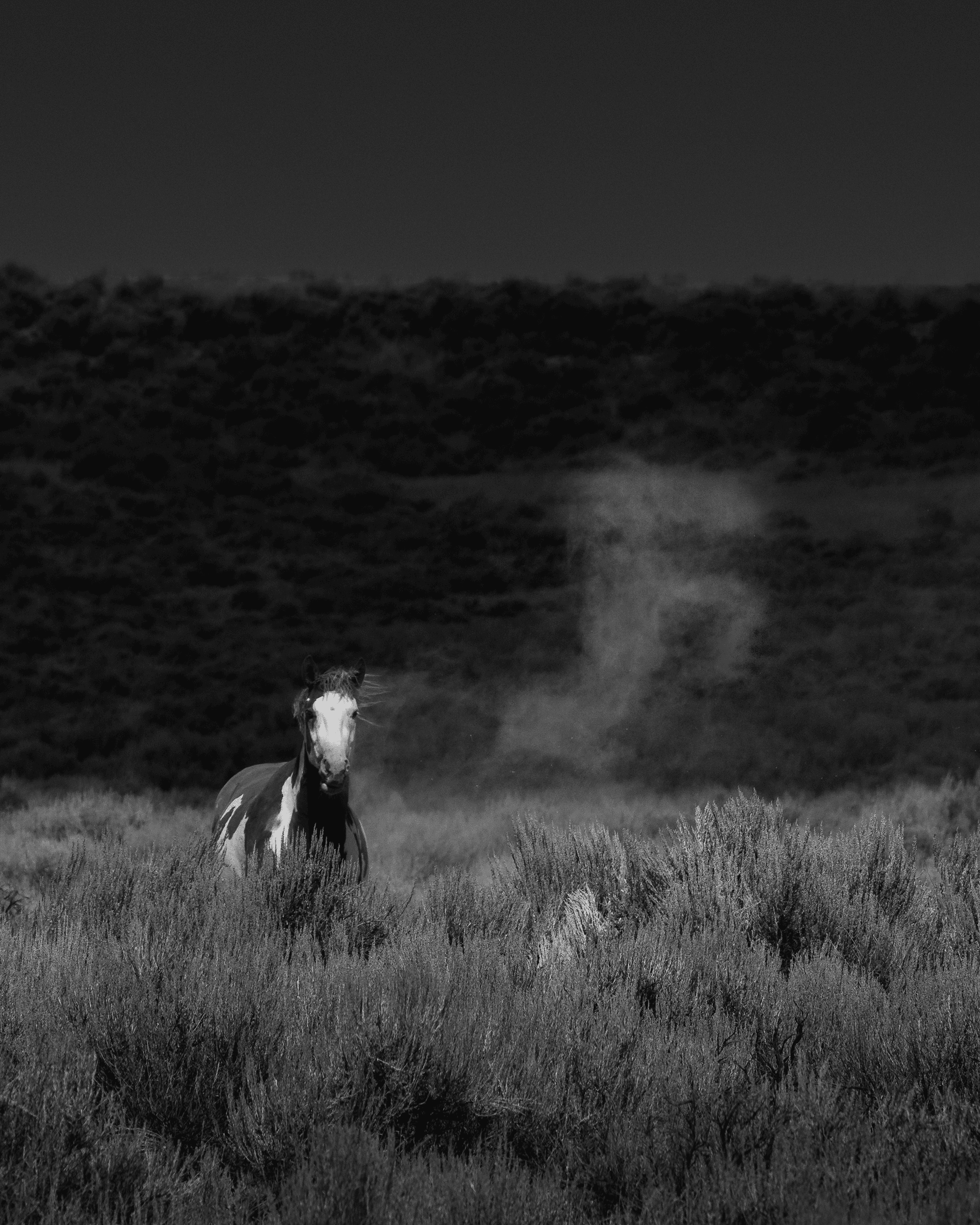 Wild Mustangs: Wild Spirit