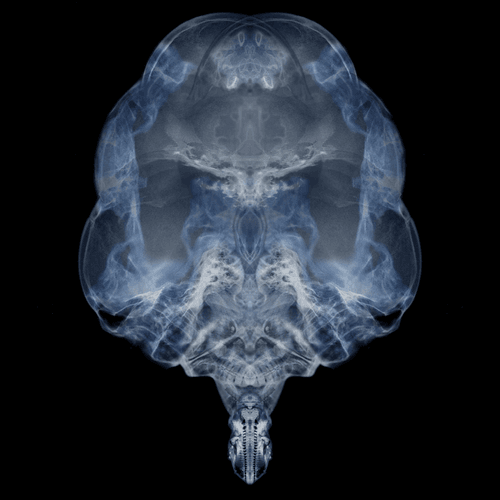 Alien Embryo - 1179 of 2000