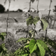Regenerative Beer-Farm Scenes
