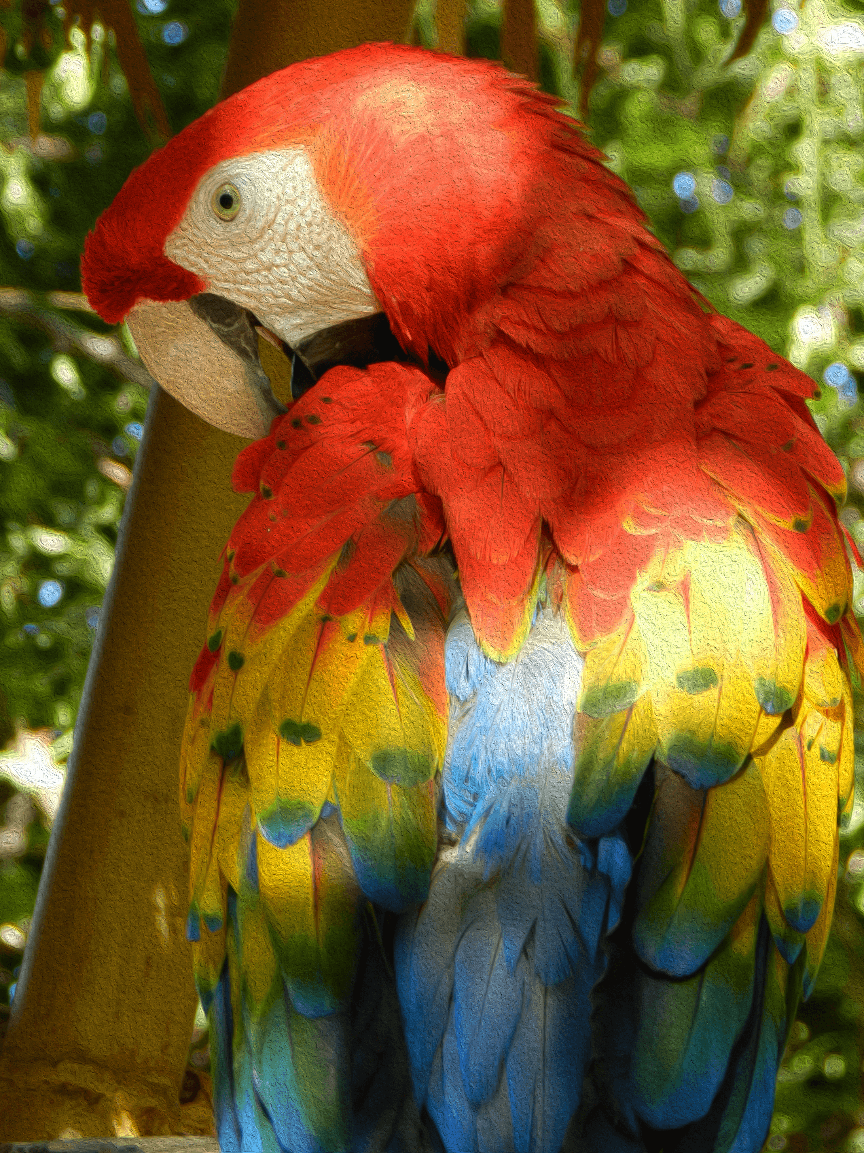 Parrot Beauty