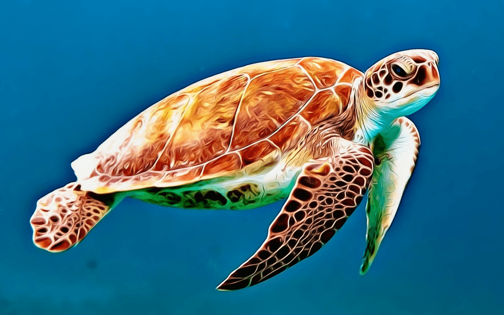 Turtle - Kissed By Creativity | OpenSea