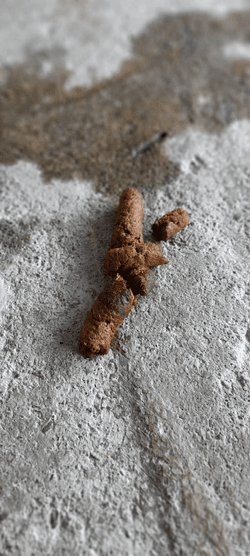 Dog shit2 collection image