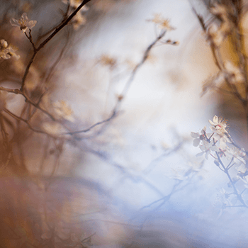 Ephemeral by Ida Hollis