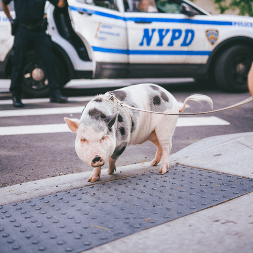 NYC Wildlife by Jeremy Cohen