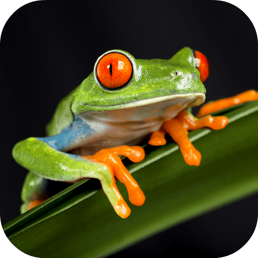_Froggo_