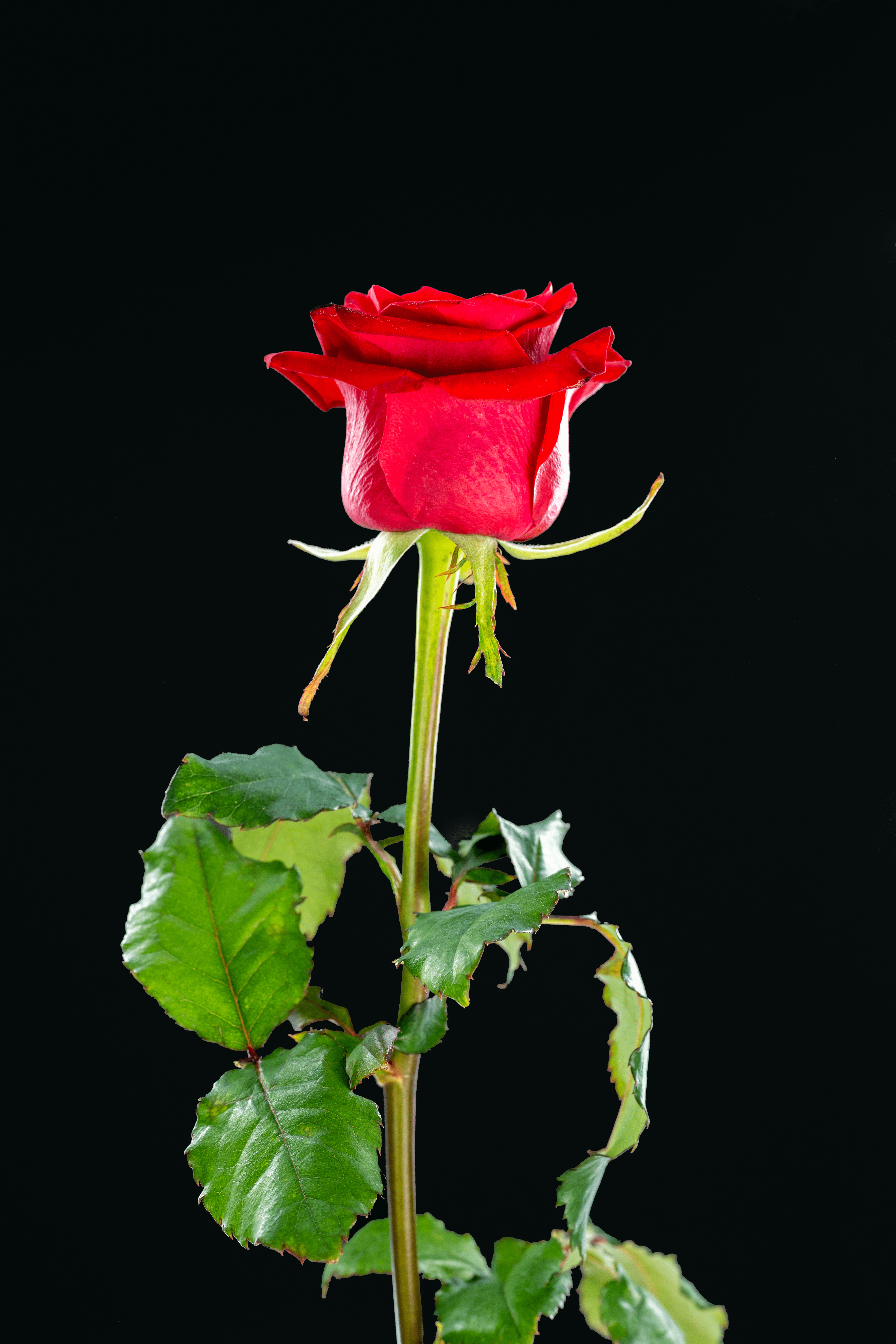 Love is ... To give from the heart. Red rose.