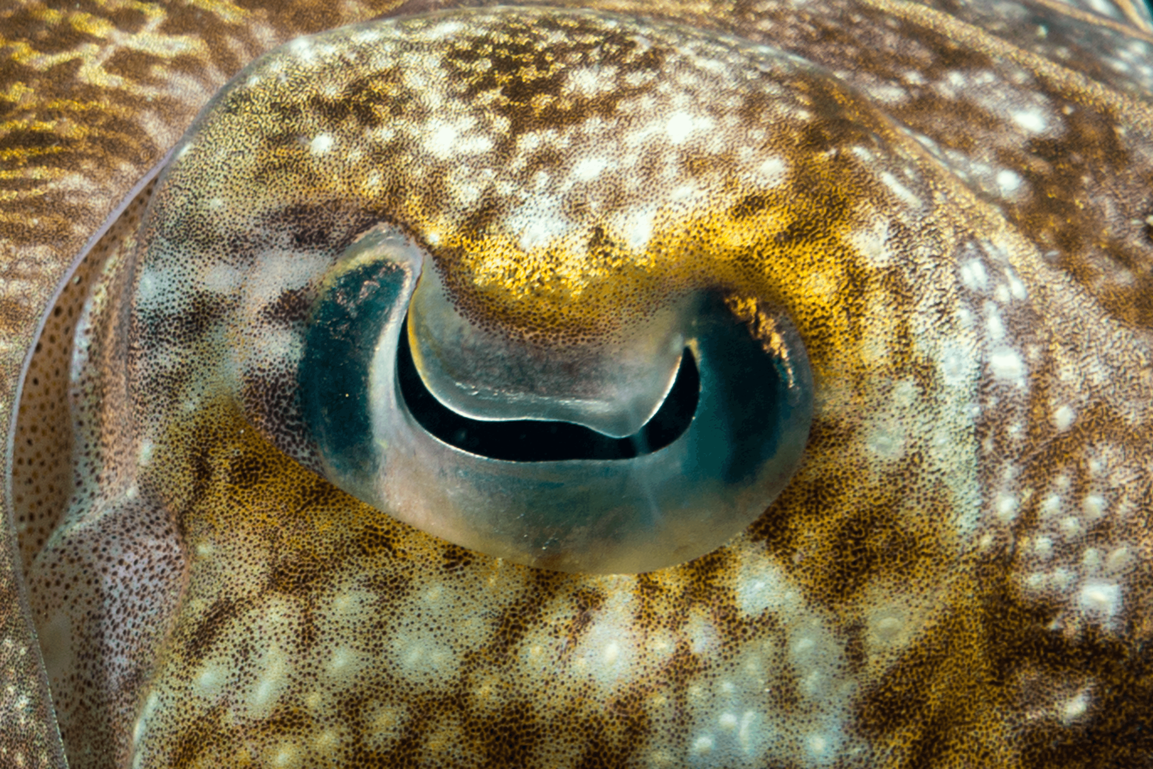 The eye of a cuttlefish