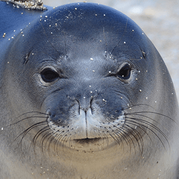 Monk Seal Monday