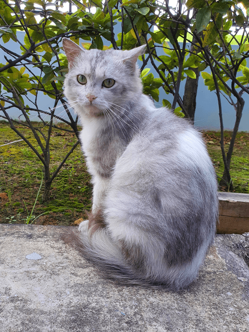 SingaPurrA Cats