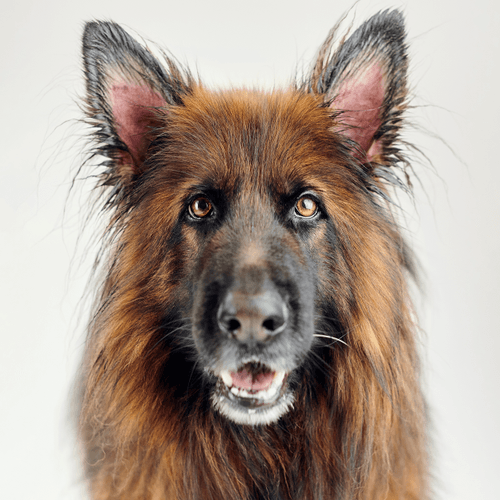Shelter Dog 2